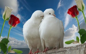 pigeon-birds-love-beautiful-wallpapers-in-high-definition-full-free